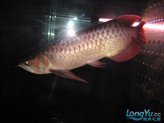 龍魚(yú)得了外寄怎么治療（龍魚(yú)得了外寄,有什么癥狀?）