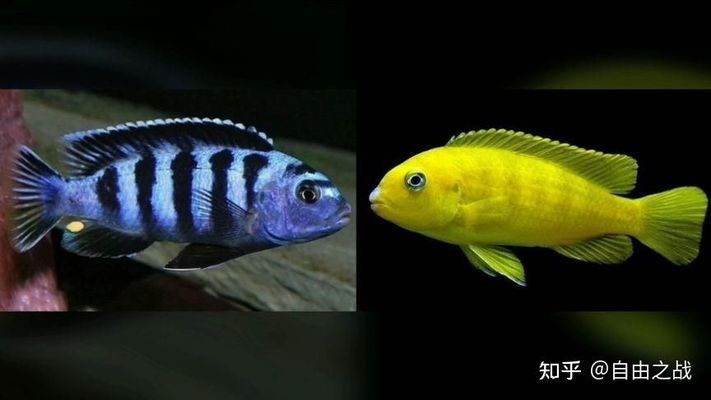 朱巴利魚苗社交行為研究：關(guān)于朱巴利魚苗的社交行為研究 其他寵物 第1張