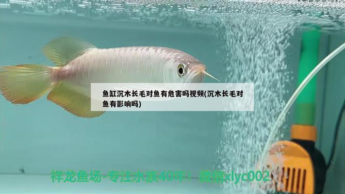 星點(diǎn)龍魚(yú)好養(yǎng)嗎(星點(diǎn)龍魚(yú)是純龍魚(yú))