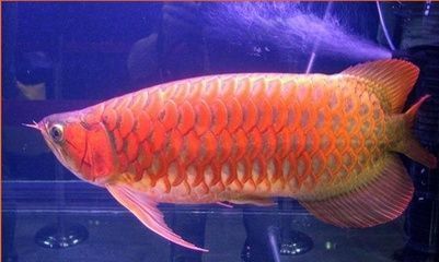 養(yǎng)紅龍的10大禁忌（中國(guó)最貴紅龍魚7000萬） 紅龍魚魚糧飼料