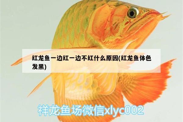 闽侯县金鱼满堂观赏鱼养殖场（闽侯县金鱼满堂观赏鱼养殖场地址）