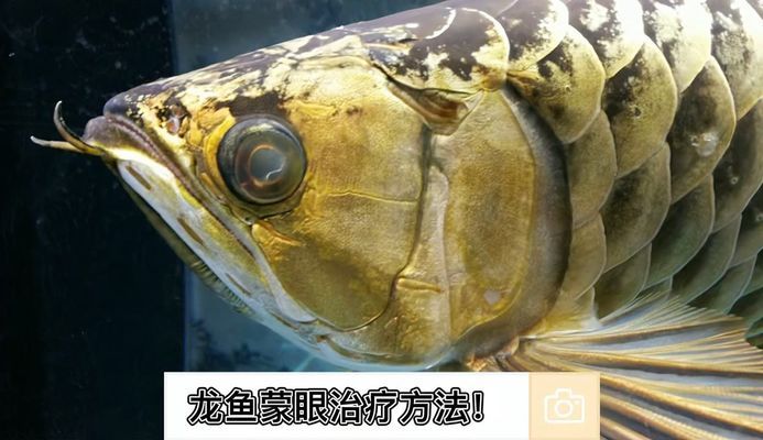 龍魚體內(nèi)寄生蟲癥狀有哪些表現(xiàn)（龍魚體內(nèi)寄生蟲癥狀有哪些表現(xiàn)圖片）