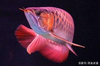 梁溪區(qū)魚門望族水族館（梁溪區(qū)魚門望族水族館地址） 全國水族館企業(yè)名錄