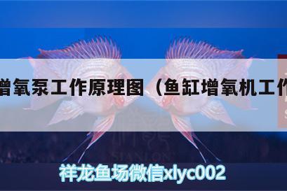 1.5米大魚缸放花園（1.5米大魚缸放花園可以嗎）