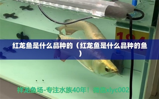 銀龍魚(yú)苗長(zhǎng)什么樣子的（銀龍魚(yú)苗長(zhǎng)什么樣子的圖片大全）