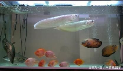 一米四魚缸造景（一米四魚缸造景圖片） 其他品牌魚缸