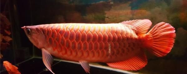 亮點(diǎn)魚缸側(cè)濾安裝 水族問答 第2張