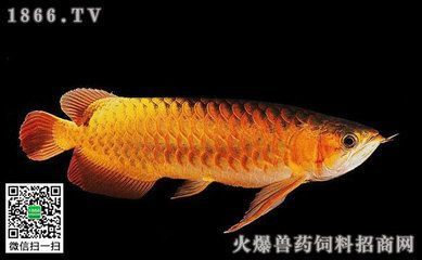 金龍魚銀龍魚圖片對比（金龍魚銀龍魚圖片對比大全）