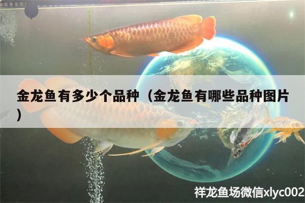 大同哪里賣魚缸的多些?。ù笸睦镔u魚缸的多些啊多少錢）