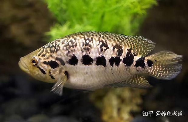 怒江傈僳族自治州魚缸批發(fā)市場（怒江水產(chǎn)）