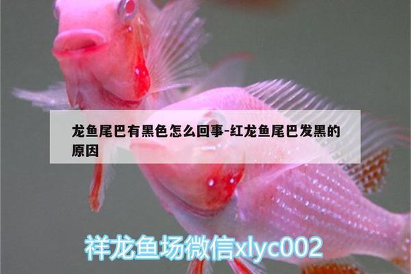 7s魚(yú)缸官方旗艦店（7s魚(yú)缸官方旗艦店是正品嗎）