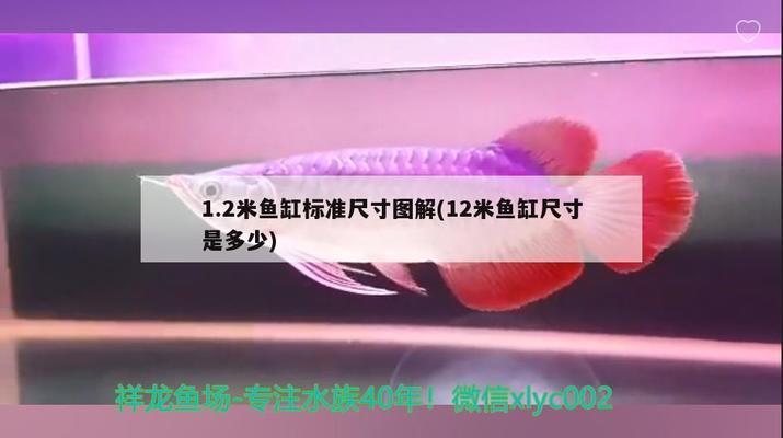 鱼缸螺旋消音器好用吗安全吗（鱼缸螺旋消音器好用吗安全吗视频）