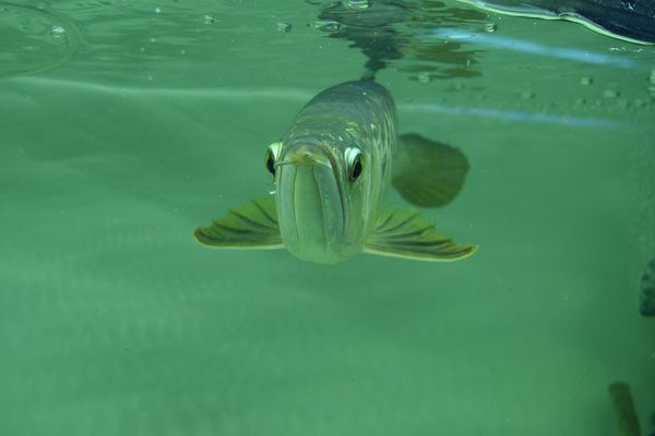 龍魚趴缸多久能好啊視頻（龍魚趴缸的主要原因） 觀賞魚