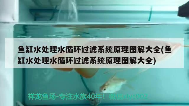 韓城水族批發(fā)市場在哪里啊多少錢一個（韓城水族批發(fā)市場在哪里啊多少錢一個平方） 觀賞魚水族批發(fā)市場