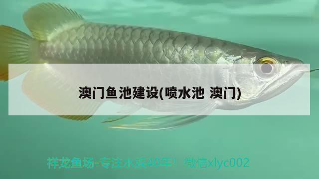 龍魚飼料怎么做的(龍魚飼料怎么制作) 白子銀版魚苗