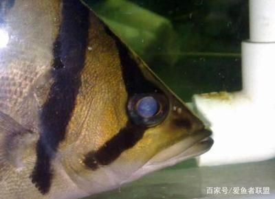 龍魚狀態(tài)不好怎么處理視頻教學(xué)（龍魚狀態(tài)不好怎么處理視頻教學(xué)大全）