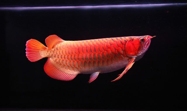 紅斑馬魚能長多大的魚缸（紅斑馬魚能長多大的魚缸呢）