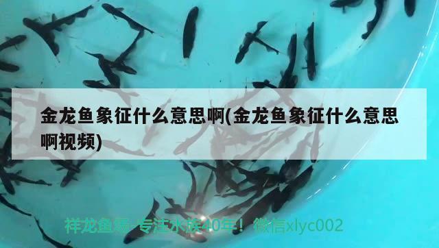 魚缸飼養(yǎng)淡水魚有哪些（魚缸飼養(yǎng)淡水魚有哪些品種）