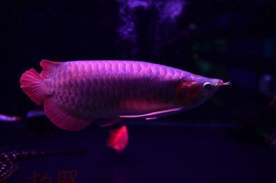 紅龍魚如何飼養(yǎng)好吃視頻講解（紅龍魚如何飼養(yǎng)好吃視頻講解圖片）