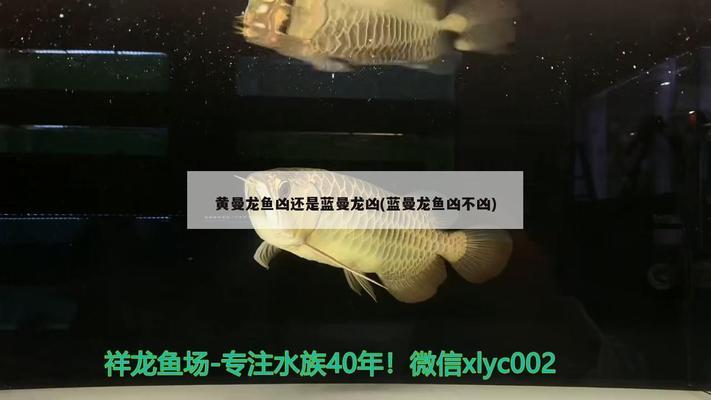 惠州魚缸亞克力廠家地址電話多少啊(亞克力小魚缸價格)