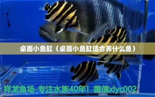 深海魚種類：深海魚種類圖片大全和名字