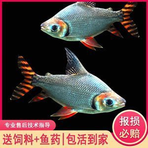 長(zhǎng)春魚缸配件批發(fā)市場(chǎng)地址電話號(hào)碼（長(zhǎng)春魚缸配件批發(fā)市場(chǎng)地址電話號(hào)碼查詢）