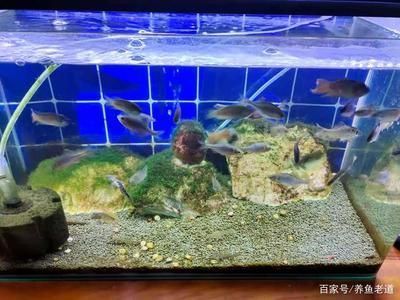 東莞魚缸選秀（東莞魚缸選秀什么意思）