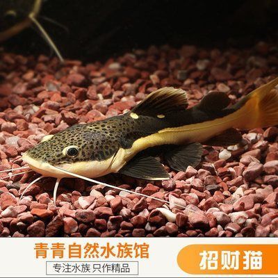 河蚌養(yǎng)魚缸里要怎么處理寄生蟲?。ê影鲳B(yǎng)魚缸里要怎么處理寄生蟲病呢）