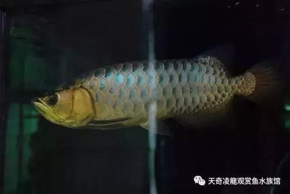 滄州魚缸廠家經(jīng)銷處在哪兒有賣（滄州魚缸廠家經(jīng)銷處在哪兒有賣的）