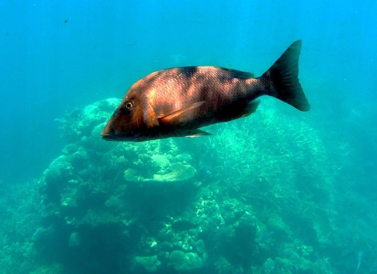 姑蘇區(qū)晶精水族店（姑蘇區(qū)晶精水族店地址） 全國(guó)水族館企業(yè)名錄