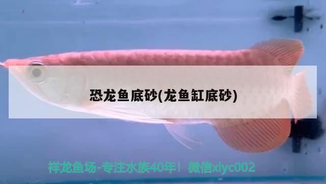 嘉興觀賞魚批發(fā)市場有哪些？（嘉興魚批發(fā)市場在哪里）