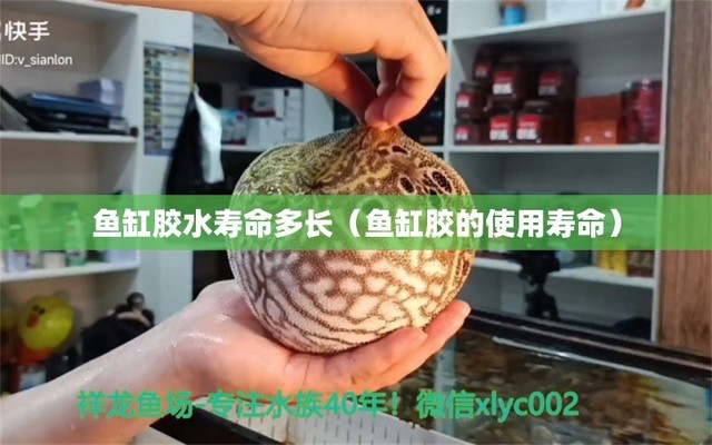 魚缸加消毒水后多長時間可以加硝化細菌（魚缸加消毒水后多長時間可以加硝化細菌） 硝化細菌