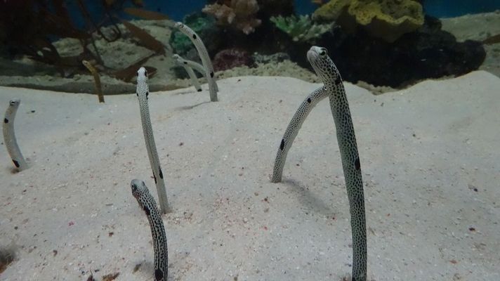 金色池塘水族馆（金色池塘怎么样）