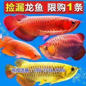 廣州市荔灣區(qū)星隆水族店 全國(guó)水族館企業(yè)名錄