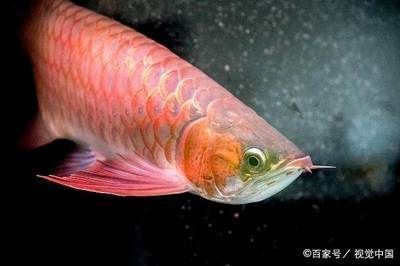 七彩雷龍魚要加溫嗎多少度(哪些雷龍魚不用加溫)