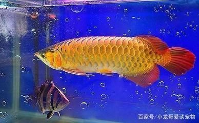 七彩神仙魚缸高度多少 水族問答