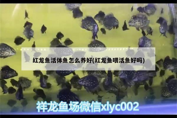 龍魚有箭蟲怎樣治（龍魚有箭蟲怎樣治療最好）