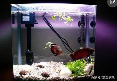 昆明市五華區(qū)友誠水族店（昆明市五華區(qū)友誠水族店地址）