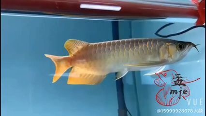 西安定做魚缸的地方在哪（西安定做魚缸的地方在哪兒） 短身紅龍魚