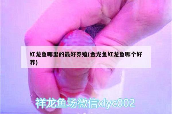 红龙鱼是什么样子的图片视频（红龙鱼是什么样子的图片视频大全）