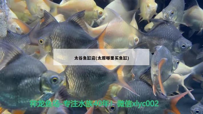 自制魚缸二氧化碳瓶教學視頻大全（自制魚缸二氧化碳瓶教學視頻大全集）