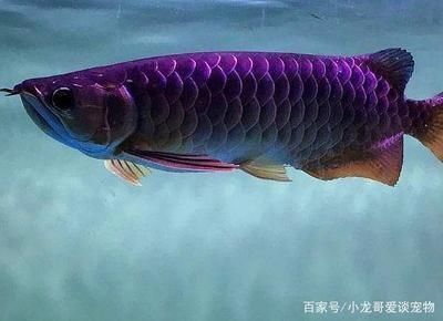 撫松縣撫松鎮(zhèn)新星水族館（撫松縣撫松鎮(zhèn)新星水族館電話）