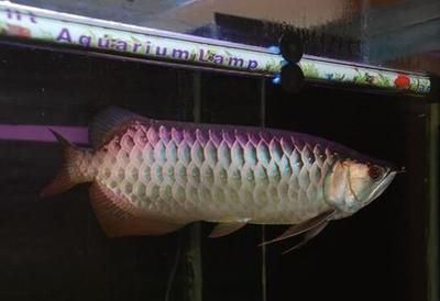 渝中區(qū)宏怡水族館（渝中區(qū)宏怡水族館電話） 全國水族館企業(yè)名錄