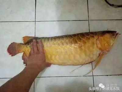 白子銀龍魚苗（白子銀龍魚苗好嗎?）