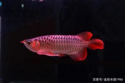 揭陽市藍城區(qū)月城鎮(zhèn)粵順水族店（揭陽市藍城區(qū)月城鎮(zhèn)粵順水族店電話） 全國水族館企業(yè)名錄