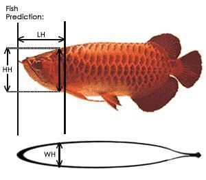 紅龍魚的正確飼養(yǎng)方法大全圖片視頻講解一下下載（紅龍魚飼養(yǎng)技巧）