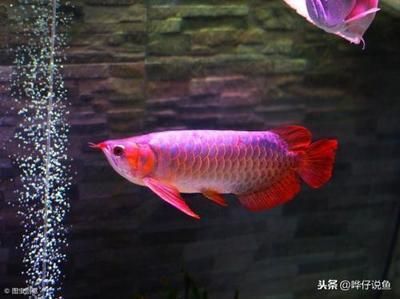 60厘米紅龍魚(yú)價(jià)格多少錢(qián)一只（60厘米紅龍魚(yú)價(jià)格多少錢(qián)一只呢）