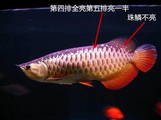 什么雷龍魚(yú)最便宜（什么雷龍魚(yú)最便宜好養(yǎng)）