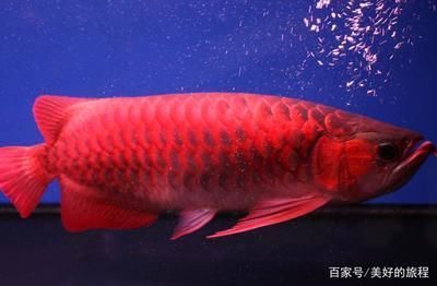 金龍魚最佳混養(yǎng)魚類（金龍魚最佳混養(yǎng)魚類是什么） 龍魚疾病與治療