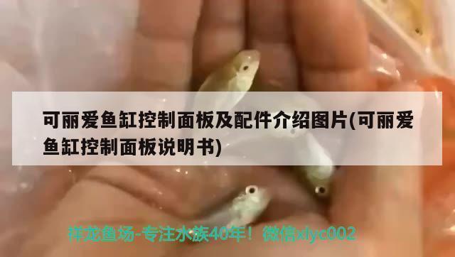 魚缸水能用礦泉水嗎視頻教程大全（魚缸水能用礦泉水嗎視頻教程大全下載） 黃金達摩魚